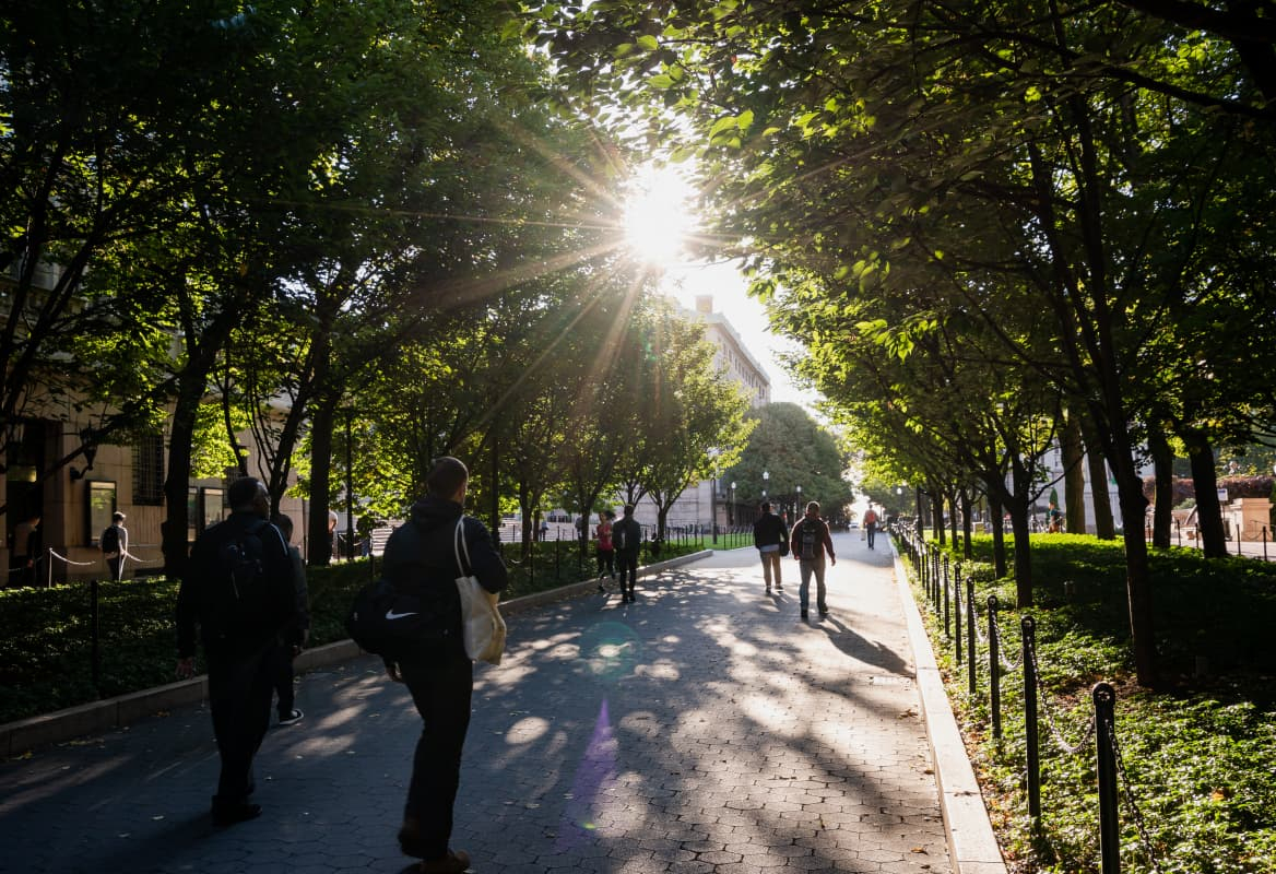 people under trees on College Walk in daytime